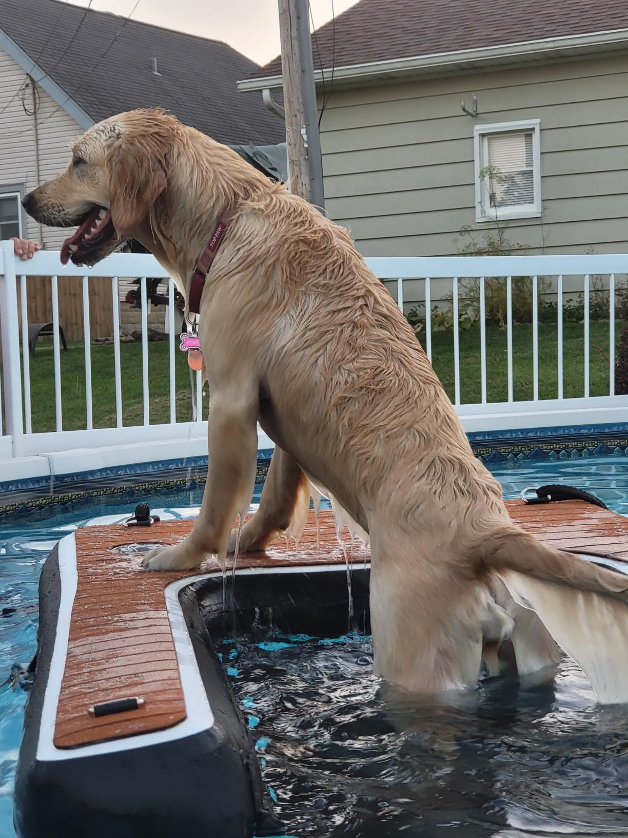 dog standing on a dog ramp for above ground pool